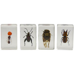 Набор 3D-образцов насекомых №3 Celestron