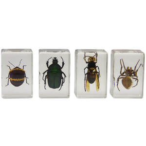 Набор 3D-образцов насекомых №2  Celestron